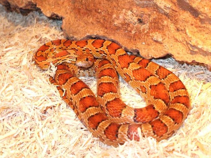 corn snake